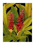 Dramatic Red Ginger