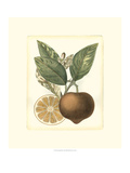 French Orange Study I