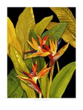 Dramatic Bird of Paradise