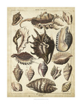 Spider Conch Shells
