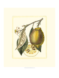 French Lemon Study II