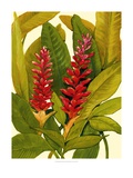 Tropical Red Ginger