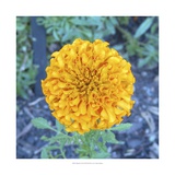 Marigold I