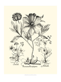 Black and White Besler Peony II