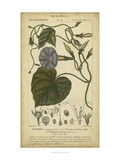 Floral Botanica I
