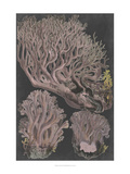 Genus Clavaria IV