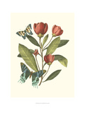 Midsummer Floral II