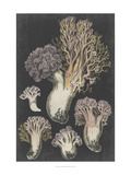Genus Clavaria I