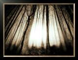 Sunlight Shining through Dense Forest