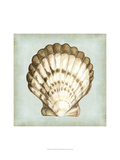 Sea Dream Shells III
