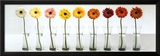 Gerbera Spectrum