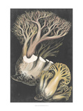 Genus Clavaria III