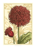Peony Passion II