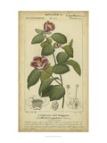 Floral Botanica III