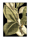 Tranquil Tropical Leaves II