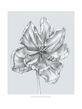 Silvery Blue Tulips IV