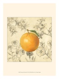 Orange and Botanicals