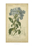 Floral Botanica II