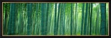 Bamboo Forest  Sagano  Kyoto  Japan