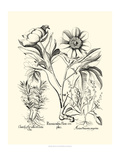 Black and White Besler Peony IV