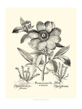 Black and White Besler Peony I
