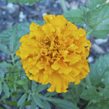 Marigold IV