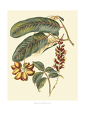 Foliage  Flowers and Fruit IV