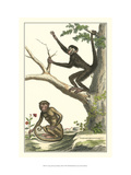 Coaita and Sajou Monkeys