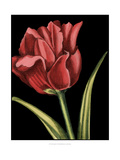 Vibrant Tulips IV