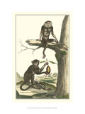 Macaque and Douc Monkeys