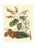 Foliage  Flowers and Fruit III
