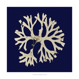 Seaweed on Navy I
