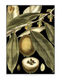 Tranquil Tropical Leaves IV