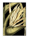 Tranquil Tropical Leaves III