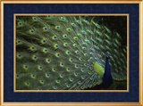 Peacock with Feathers