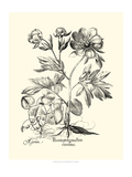 Black and White Besler Peony III