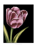 Vibrant Tulips III