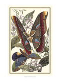 Butterfly II
