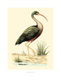 Water Birds I