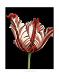 Vibrant Tulips II