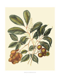 Foliage  Flowers and Fruit I
