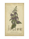 Floral Botanica IV