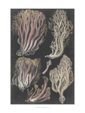Genus Clavaria II