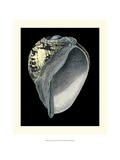 Treasures of the Sea VI