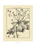 Vintage Botanical Study I