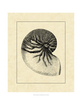Vintage Shell I