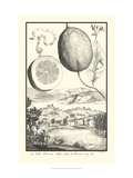 Cracked Lemon of Cedrato