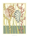 Shell Season II