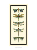 Dragonfly Collector I