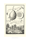 Crackled Genova Lemon